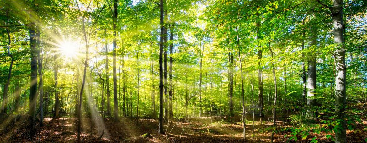 foret.jpg