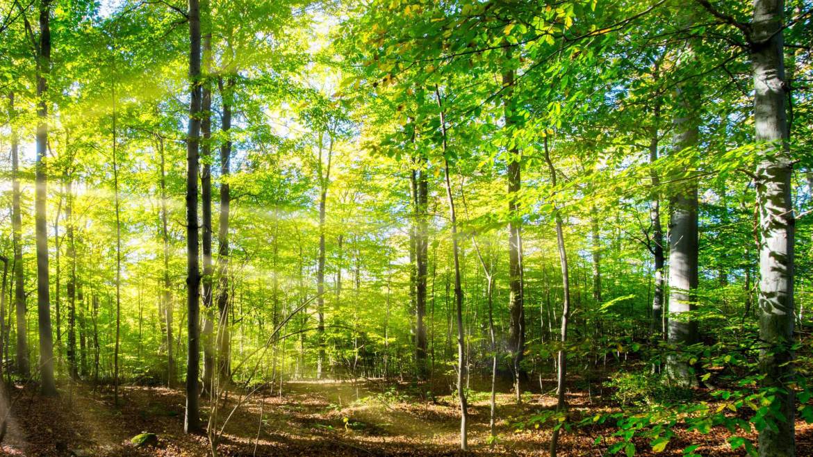 foret-light.jpg