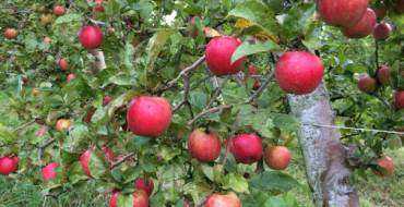 le 9 octobre: Journée des arboriculteurs avec repas