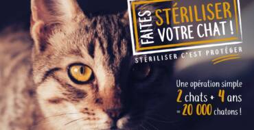 campagne de stérilisation des chats errants
