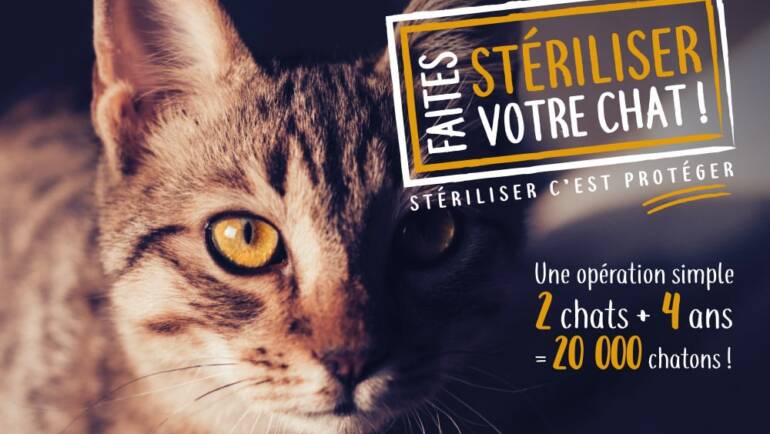 campagne de stérilisation des chats errants