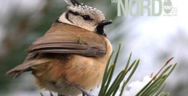 | FAUNE VOSGES DU NORD | La Mésange Huppée