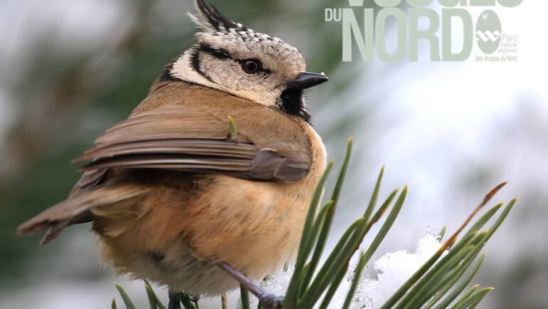 | FAUNE VOSGES DU NORD | La Mésange Huppée