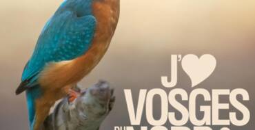 Le Martin-Pêcheur – Parc Des Vosges Du Nord