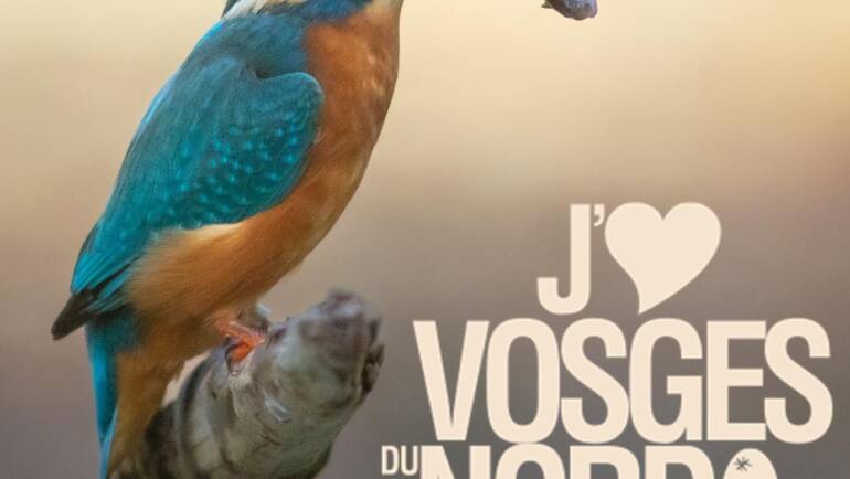Le Martin-Pêcheur – Parc Des Vosges Du Nord