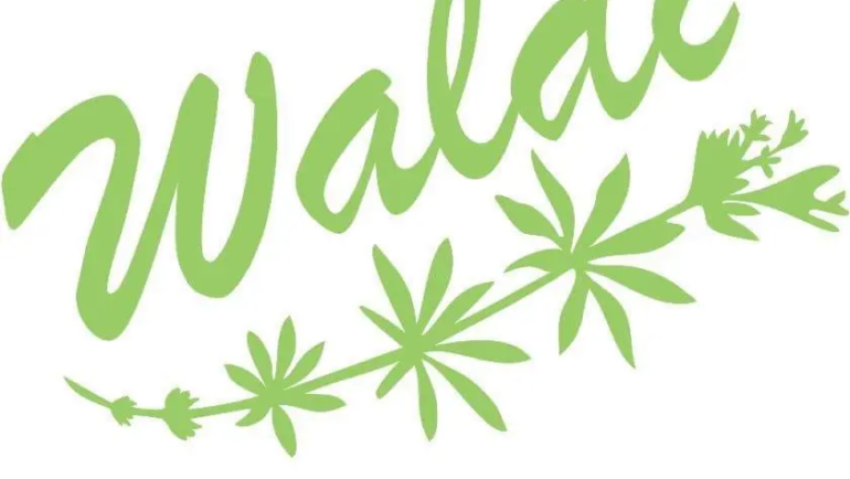 Waldi – 8 juin 2025 15h
