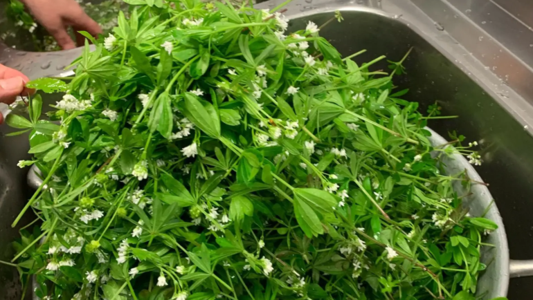 La cueillette du Waldi